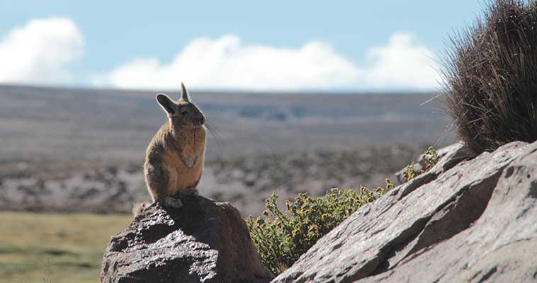 Evaluación biodiversidad altiplano Chile