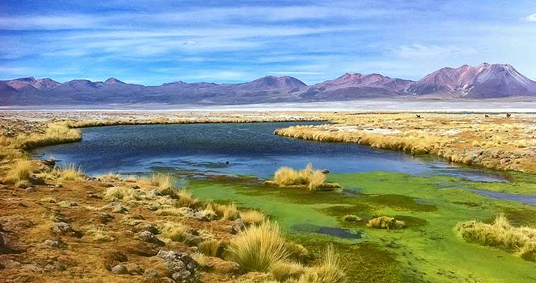 Evaluación biodiversidad altiplano Chile